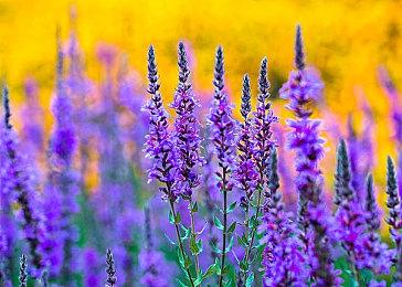 《最终幻想16》看剧情模式难度介绍 神器饰品协助通关